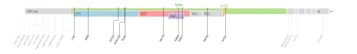 Les mutations du variant Bêta sur une carte génomique du SARS-CoV-2