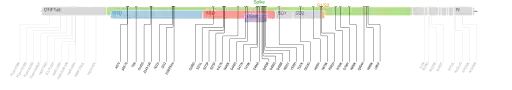 Les mutations du variant Omicron sur une carte génomique du SARS-CoV-2
