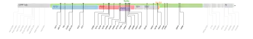 Les mutations du variant Omicron sur une carte génomique du SARS-CoV-2