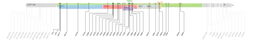 Les mutations du variant Omicron sur une carte génomique du SARS-CoV-2