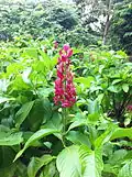 Megaskepasma erythrochlamys au Jardin botanique de Singapour.
