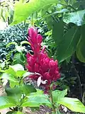 Megaskepasma erythrochlamys au Jardin botanique de Singapour.