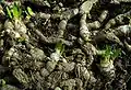 Iris imbricata - Rhizomes.