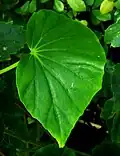 Feuille