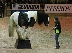 Cheval noir et blanc montant sur un plot.