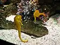 Hippocampes à identifier