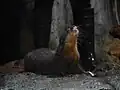 Loutre asiatique Amblonyx cinereus