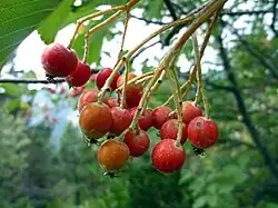 Fruit