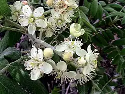 Fleurs de cormier.