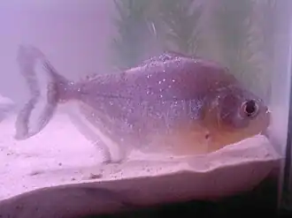 Serrasalmus sanchezi
