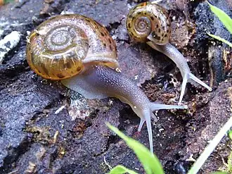 Escargot de Quimper (Elona quimperiana).