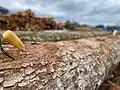 Classement des bois par performance structurelle