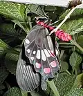 Imago