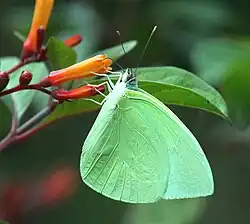Aphrissa statira