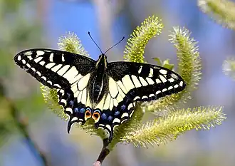 Description de l'image SWALLOWTAIL, ANISE (Papilio zelicaon) (3-8-09) canet rd, morro bay, slo co, ca (9420714987).jpg.