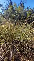On y observe aussi certaines Cyperaceae.