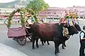 « Sa tracca », chariot à bœufs toujours utilisé pour la procession religieuse du saint patron du village.