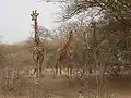 Girafes venues d'Afrique du Sud.