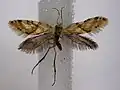 Sabatinca chalcophanes.