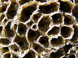 Tubes d'hermelles terminés par une petite collerette en forme d’entonnoir.