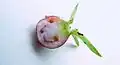 fruit en coupe sagitale