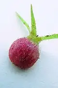 fruit
