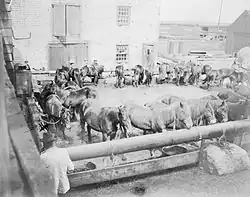 Photographie en noir et blanc de chevaux parqués dans un corral avec des hommes autour.