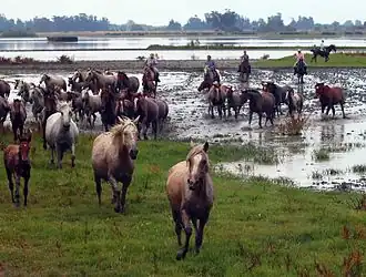 Image illustrative de l’article Marismeña (cheval)