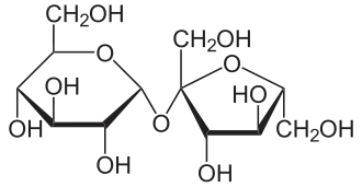 Saccharose.