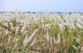 Une prairie de Saccharum spontaneum, ou canne à sucre sauvage, sur les rives d'un des bras du Gange. Le Bengale est une région de delta, le plus vaste au monde.