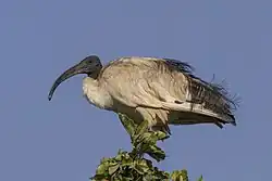 Grand oiseau, bec courbé vers le bas, corps en forme de goutte d'eau, bout des plumes arrières avec quelques fanfreluches qui dépassent.