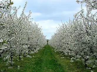 Piaseczno (Grójec)