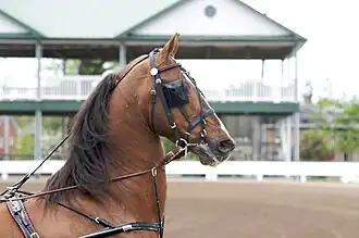 Tête d'un cheval roux à crinière foncée vu de profil