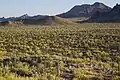Saguaros.