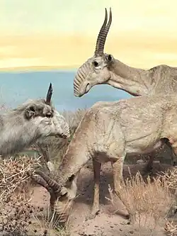 Antilope Saïga