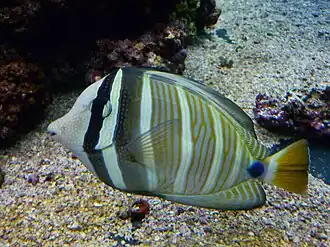 Zebrasoma veliferum