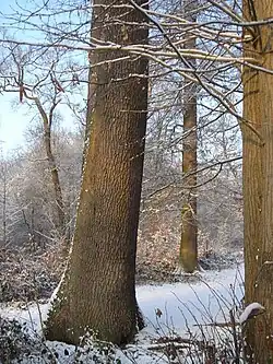 La forêt en hiver : futaie de chênes.