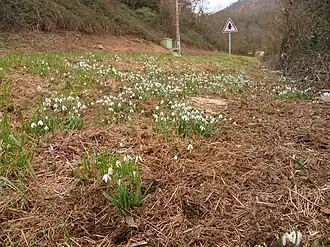 Des perce-neige en fleurs en bord de route à Saint-Girons (Ariège).