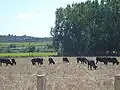 Paysage avec des taureaux.