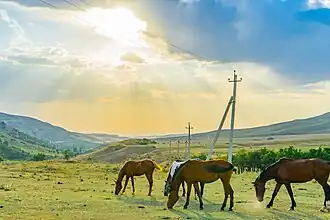 Chevaux dans le parc national Sayram-Ugam.