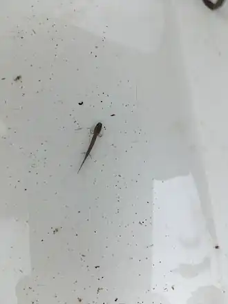 Description de l'image Salado Salamander imported from iNaturalist photo 61246613 on 9 January 2023.jpg.