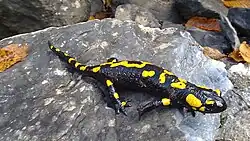 Salamandre tachetée