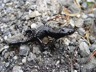 Salamandre noire.