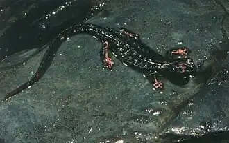 Description de l'image Salamandrina perspicillata01.jpg.