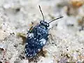 Saldula arenicola