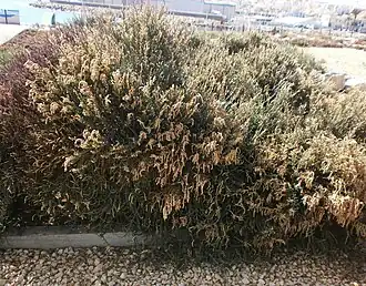 Description de l'image Salicornia articulada (Anabasis articulata), Alicante, España.jpg.