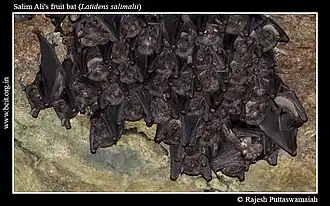 Description de l'image Salim Ali's fruit bat (Latidens salimalii).jpg.