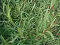 Salix purpurea, aspect estival.