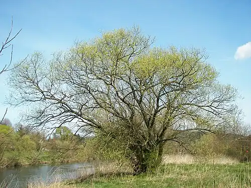 Le saule blanc