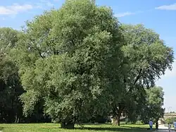 Saule blanc